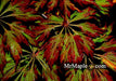 - Acer japonicum 'Oregon Fern' Full Moon Japanese Maple - Mr Maple │ Buy Japanese Maple Trees