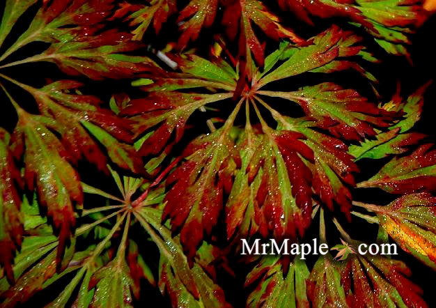 - Acer japonicum 'Oregon Fern' Full Moon Japanese Maple - Mr Maple │ Buy Japanese Maple Trees