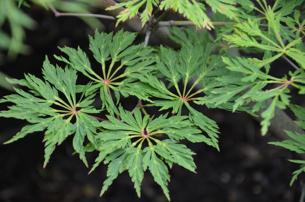 Acer japonicum 'Oregon Fern' Full Moon Japanese Maple - Mr Maple │ Buy Japanese Maple Trees