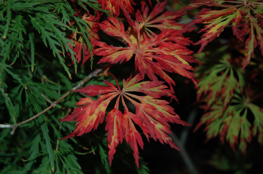 Acer japonicum 'Oregon Fern' Full Moon Japanese Maple - Mr Maple │ Buy Japanese Maple Trees