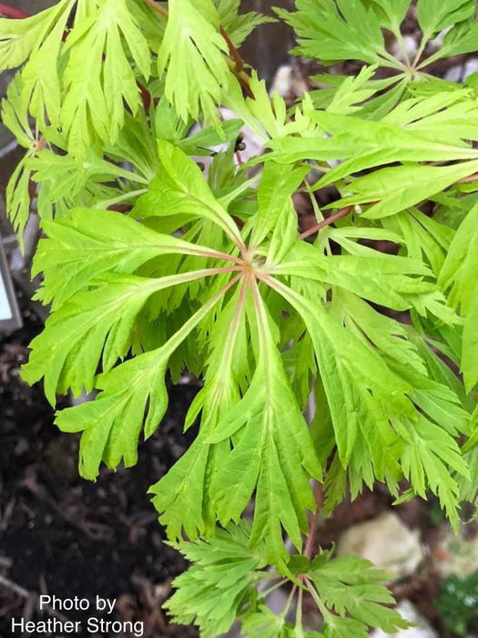 Acer japonicum 'Oregon Fern' Full Moon Japanese Maple - Mr Maple │ Buy Japanese Maple Trees