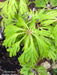 Acer japonicum 'Oregon Fern' Full Moon Japanese Maple - Mr Maple │ Buy Japanese Maple Trees