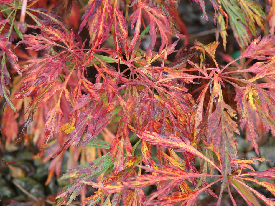 Acer japonicum 'Oregon Fern' Full Moon Japanese Maple - Mr Maple │ Buy Japanese Maple Trees