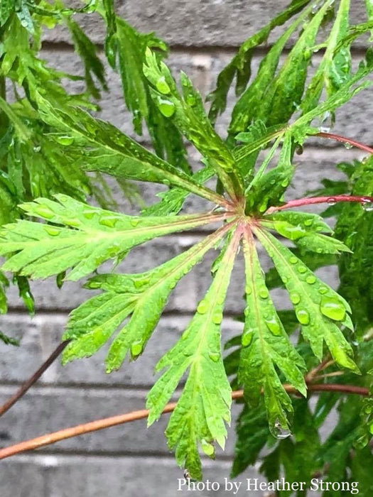 Acer japonicum 'Oregon Fern' Full Moon Japanese Maple - Mr Maple │ Buy Japanese Maple Trees