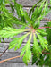 - Acer japonicum 'Oregon Fern' Full Moon Japanese Maple - Mr Maple │ Buy Japanese Maple Trees