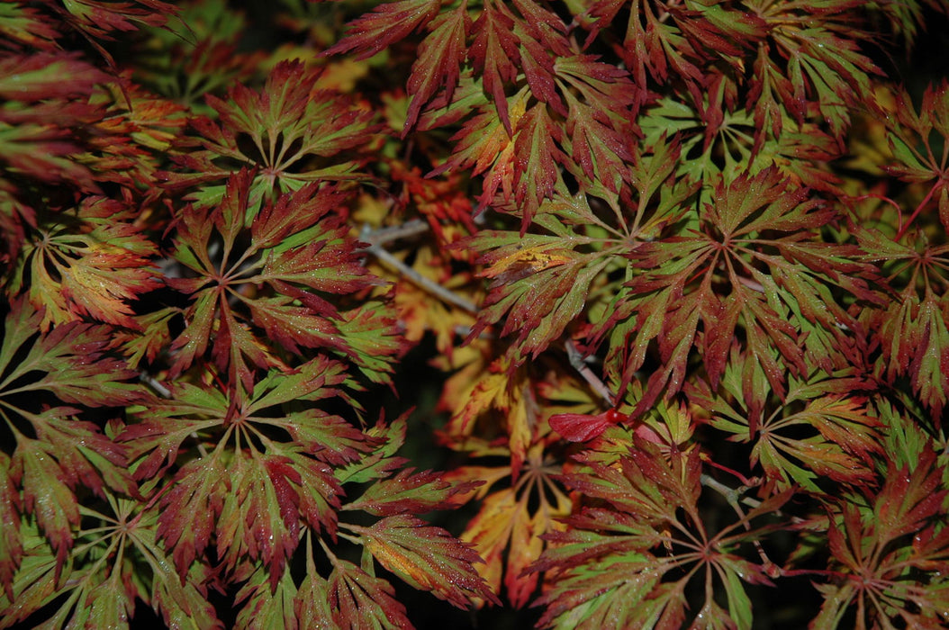 Acer japonicum 'Oregon Fern' Full Moon Japanese Maple - Mr Maple │ Buy Japanese Maple Trees