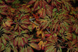 - Acer japonicum 'Oregon Fern' Full Moon Japanese Maple - Mr Maple │ Buy Japanese Maple Trees