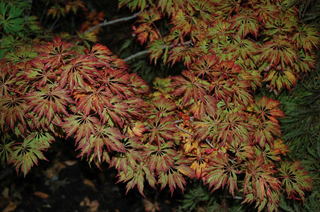 Acer japonicum 'Oregon Fern' Full Moon Japanese Maple - Mr Maple │ Buy Japanese Maple Trees