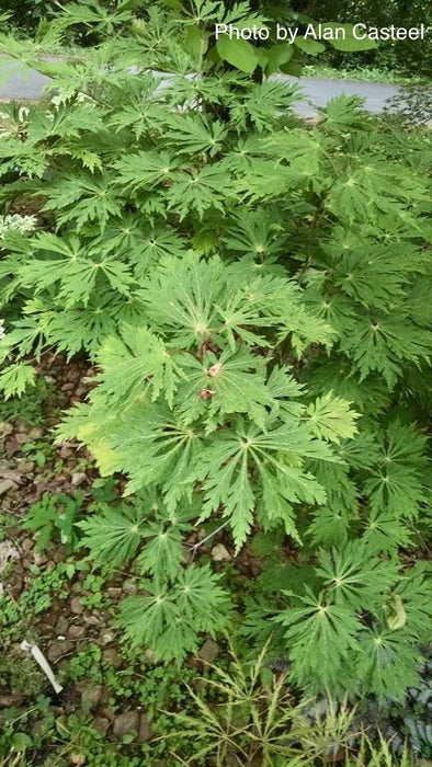 Acer japonicum 'Oregon Fern' Full Moon Japanese Maple - Mr Maple │ Buy Japanese Maple Trees