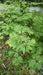 Acer japonicum 'Oregon Fern' Full Moon Japanese Maple - Mr Maple │ Buy Japanese Maple Trees