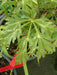 - Acer japonicum 'Oregon Fern' Full Moon Japanese Maple - Mr Maple │ Buy Japanese Maple Trees