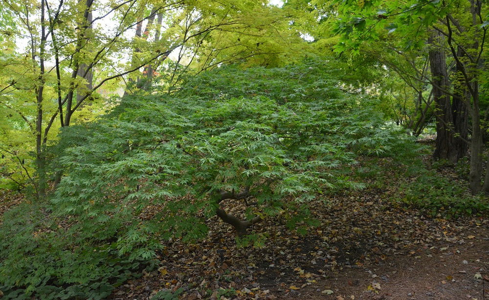 Acer japonicum 'Oregon Fern' Full Moon Japanese Maple - Mr Maple │ Buy Japanese Maple Trees