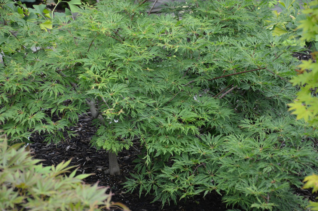 - Acer japonicum 'Oregon Fern' Full Moon Japanese Maple - Mr Maple │ Buy Japanese Maple Trees