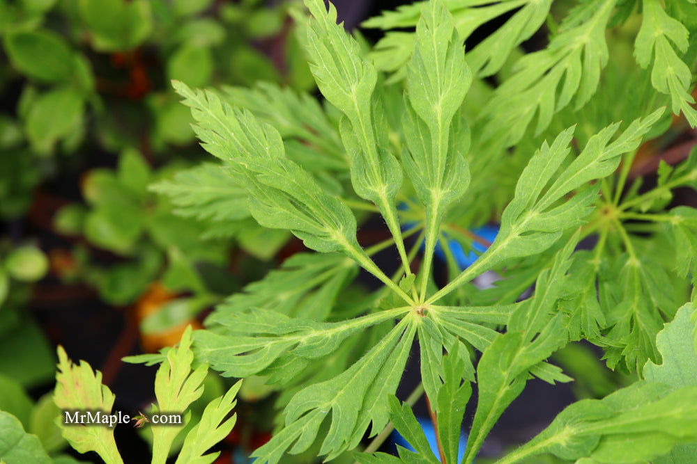 - Acer japonicum 'Oregon Fern' Full Moon Japanese Maple - Mr Maple │ Buy Japanese Maple Trees