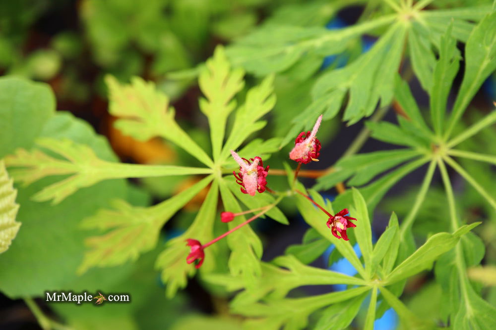 Acer japonicum 'Oregon Fern' Full Moon Japanese Maple - Mr Maple │ Buy Japanese Maple Trees