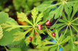 - Acer japonicum 'Oregon Fern' Full Moon Japanese Maple - Mr Maple │ Buy Japanese Maple Trees