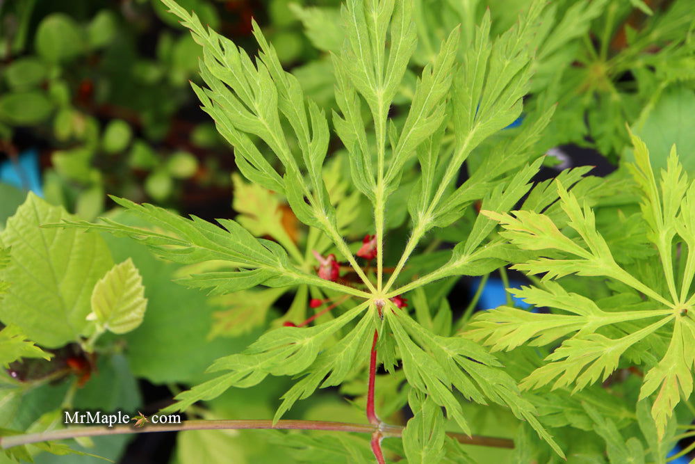 - Acer japonicum 'Oregon Fern' Full Moon Japanese Maple - Mr Maple │ Buy Japanese Maple Trees