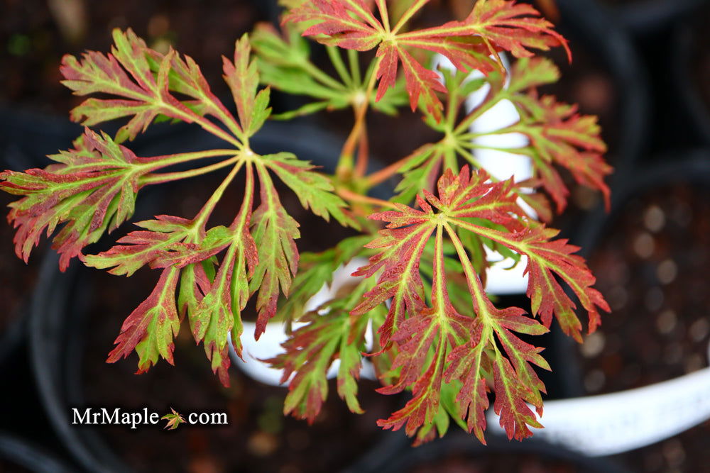 Acer japonicum 'Oregon Fern' Full Moon Japanese Maple - Mr Maple │ Buy Japanese Maple Trees