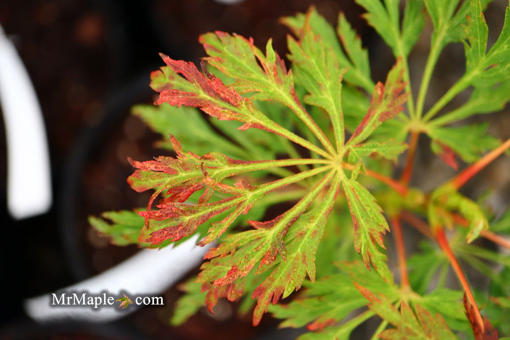 Acer japonicum 'Oregon Fern' Full Moon Japanese Maple - Mr Maple │ Buy Japanese Maple Trees