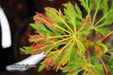 - Acer japonicum 'Oregon Fern' Full Moon Japanese Maple - Mr Maple │ Buy Japanese Maple Trees