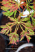 Acer japonicum 'Oregon Fern' Full Moon Japanese Maple - Mr Maple │ Buy Japanese Maple Trees