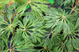 Acer japonicum 'Oregon Fern' Full Moon Japanese Maple - Mr Maple │ Buy Japanese Maple Trees