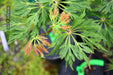 - Acer japonicum 'Oregon Fern' Full Moon Japanese Maple - Mr Maple │ Buy Japanese Maple Trees