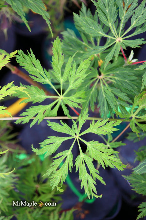 - Acer japonicum 'Oregon Fern' Full Moon Japanese Maple - Mr Maple │ Buy Japanese Maple Trees