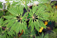 Acer japonicum 'Oregon Fern' Full Moon Japanese Maple - Mr Maple │ Buy Japanese Maple Trees