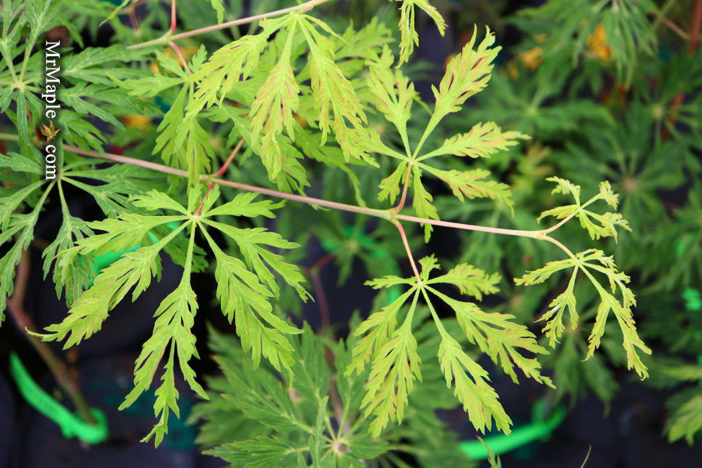 - Acer japonicum 'Oregon Fern' Full Moon Japanese Maple - Mr Maple │ Buy Japanese Maple Trees