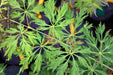 Acer japonicum 'Oregon Fern' Full Moon Japanese Maple - Mr Maple │ Buy Japanese Maple Trees