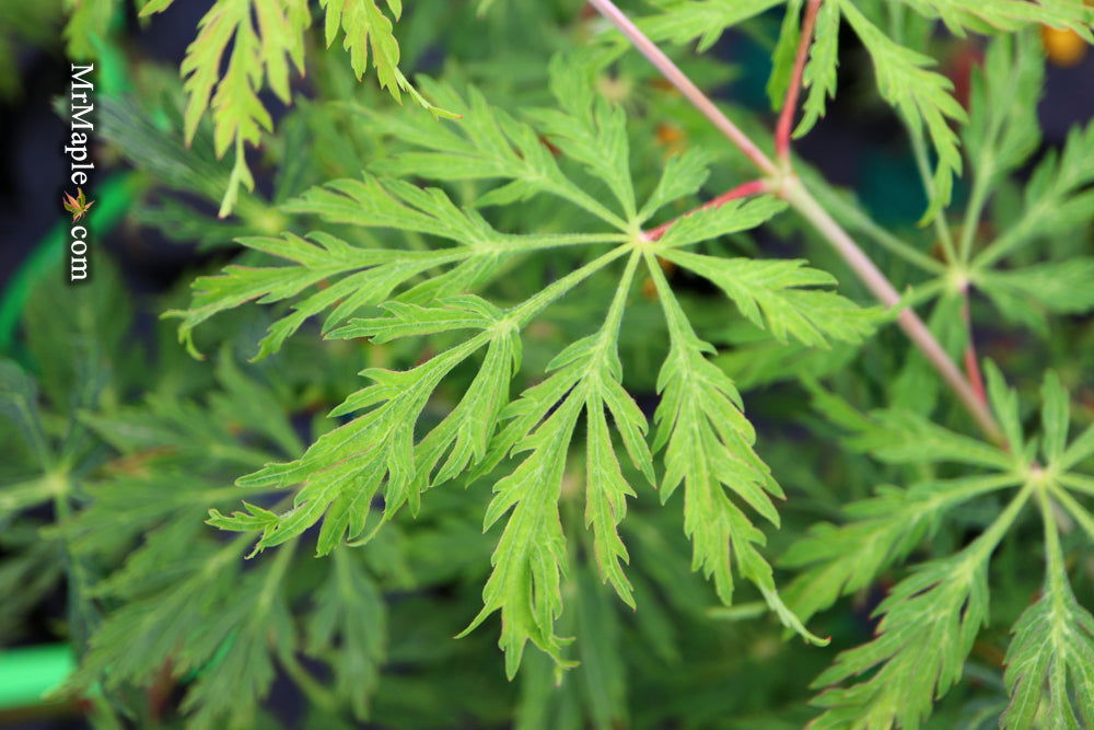 - Acer japonicum 'Oregon Fern' Full Moon Japanese Maple - Mr Maple │ Buy Japanese Maple Trees