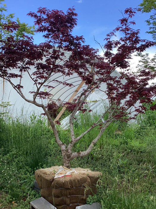 Acer japonicum 'Oregon Fern' Full Moon Japanese Maple - Mr Maple │ Buy Japanese Maple Trees