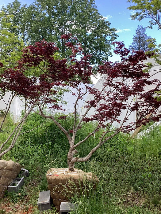 Acer japonicum 'Oregon Fern' Full Moon Japanese Maple - Mr Maple │ Buy Japanese Maple Trees