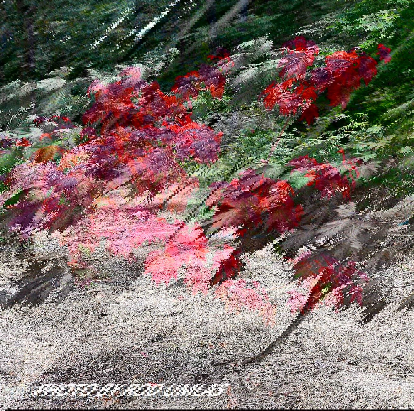 ザ・メープル Buy Acer japonicum 'Otaki' Full Moon Japanese Maple — Mr Maple