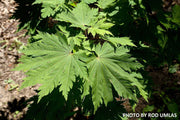 - Acer japonicum 'Otaki' Full Moon Japanese Maple - Mr Maple │ Buy Japanese Maple Trees