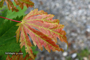 - Acer japonicum 'Otaki' Full Moon Japanese Maple - Mr Maple │ Buy Japanese Maple Trees
