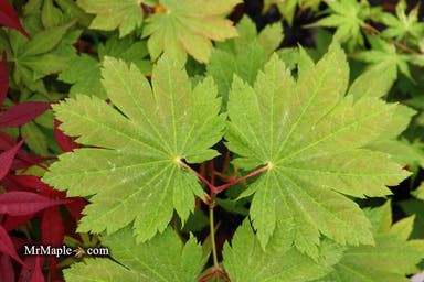 - Acer japonicum 'Wild Collected' Rare Japanese Maple - Mr Maple │ Buy Japanese Maple Trees