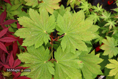 - Acer japonicum 'Wild Collected' Rare Japanese Maple - Mr Maple │ Buy Japanese Maple Trees
