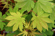 - Acer japonicum 'Wild Collected' Rare Japanese Maple - Mr Maple │ Buy Japanese Maple Trees