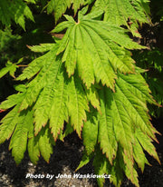 - Acer japonicum 'Wood's #2' Full Moon Japanese Maple - Mr Maple │ Buy Japanese Maple Trees