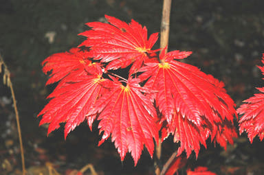 - Acer japonicum 'Wood's #2' Full Moon Japanese Maple - Mr Maple │ Buy Japanese Maple Trees