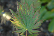 - Acer japonicum 'Wood's #2' Full Moon Japanese Maple - Mr Maple │ Buy Japanese Maple Trees