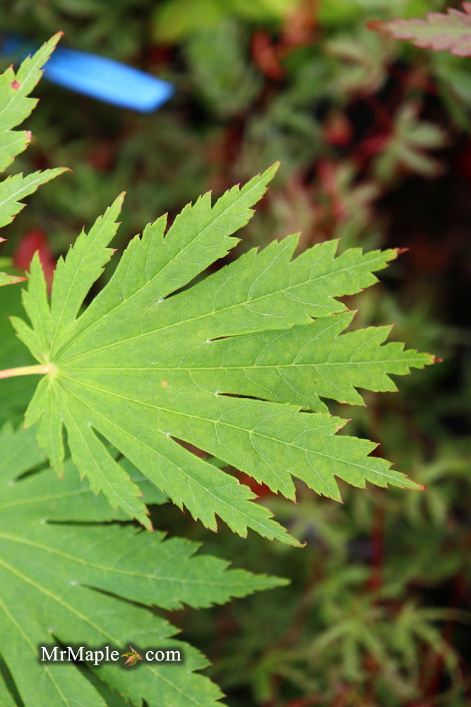 Buy Acer japonicum 'Wood's #2' Full Moon Japanese Maple — Mr Maple
