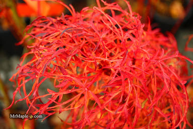 - Acer japonicum X 'Gossamer' Dwarf Full Moon Japanese Maple - Mr Maple │ Buy Japanese Maple Trees