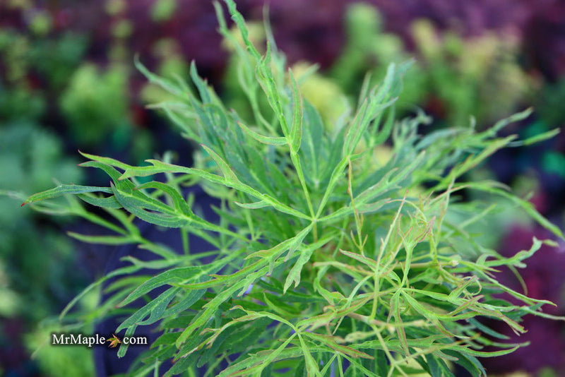 - Acer japonicum X 'Gossamer' Dwarf Full Moon Japanese Maple - Mr Maple │ Buy Japanese Maple Trees