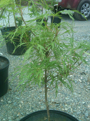 - Acer japonicum X 'Gossamer' Dwarf Full Moon Japanese Maple - Mr Maple │ Buy Japanese Maple Trees