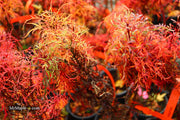 - Acer japonicum X 'Gossamer' Dwarf Full Moon Japanese Maple - Mr Maple │ Buy Japanese Maple Trees