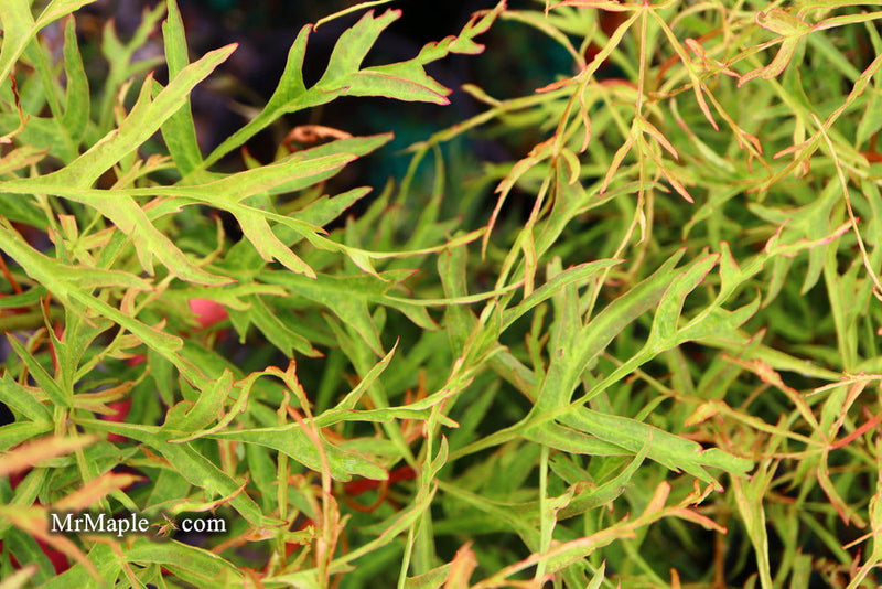 - Acer japonicum X 'Gossamer' Dwarf Full Moon Japanese Maple - Mr Maple │ Buy Japanese Maple Trees