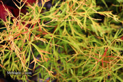 - Acer japonicum X 'Gossamer' Dwarf Full Moon Japanese Maple - Mr Maple │ Buy Japanese Maple Trees